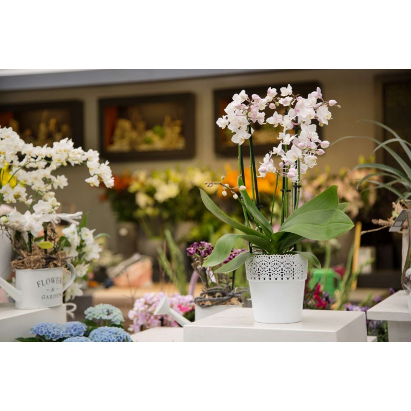 Цветочный горшок Ламела Белла 13 см 691