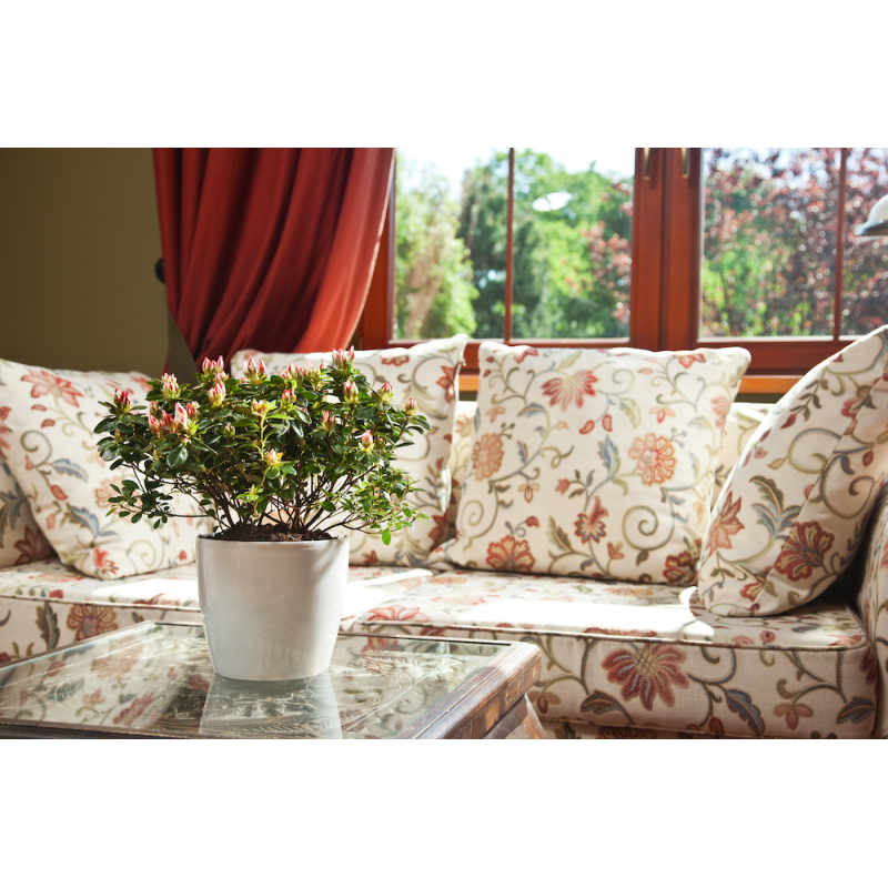 Горщик для квітів Ламела PL Магнолія 21 см 204 - Коричневий