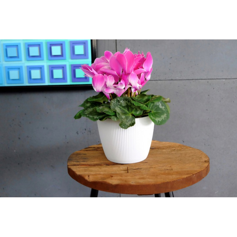 Горщик для квітів Ламела Магнолія Джампер 16 см 752 - Каміння