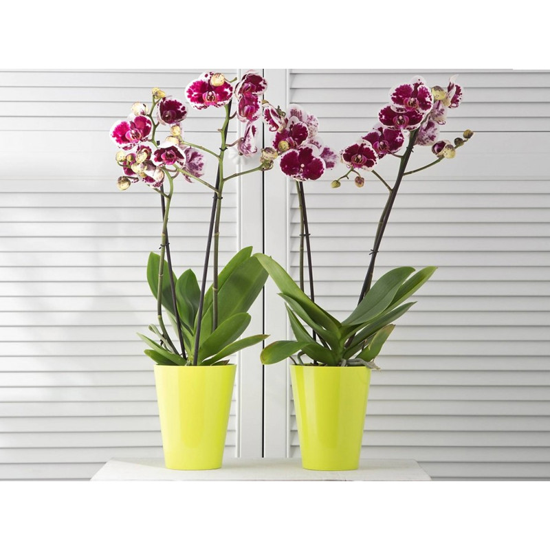 Горщик для орхідей Ламела Лілія 12,8 см 379 - Рожевий